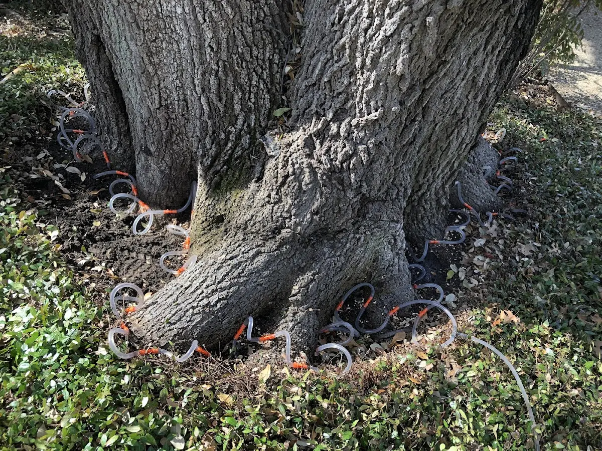 Detailed Tree Cabling and Bracing job site in Chadwick