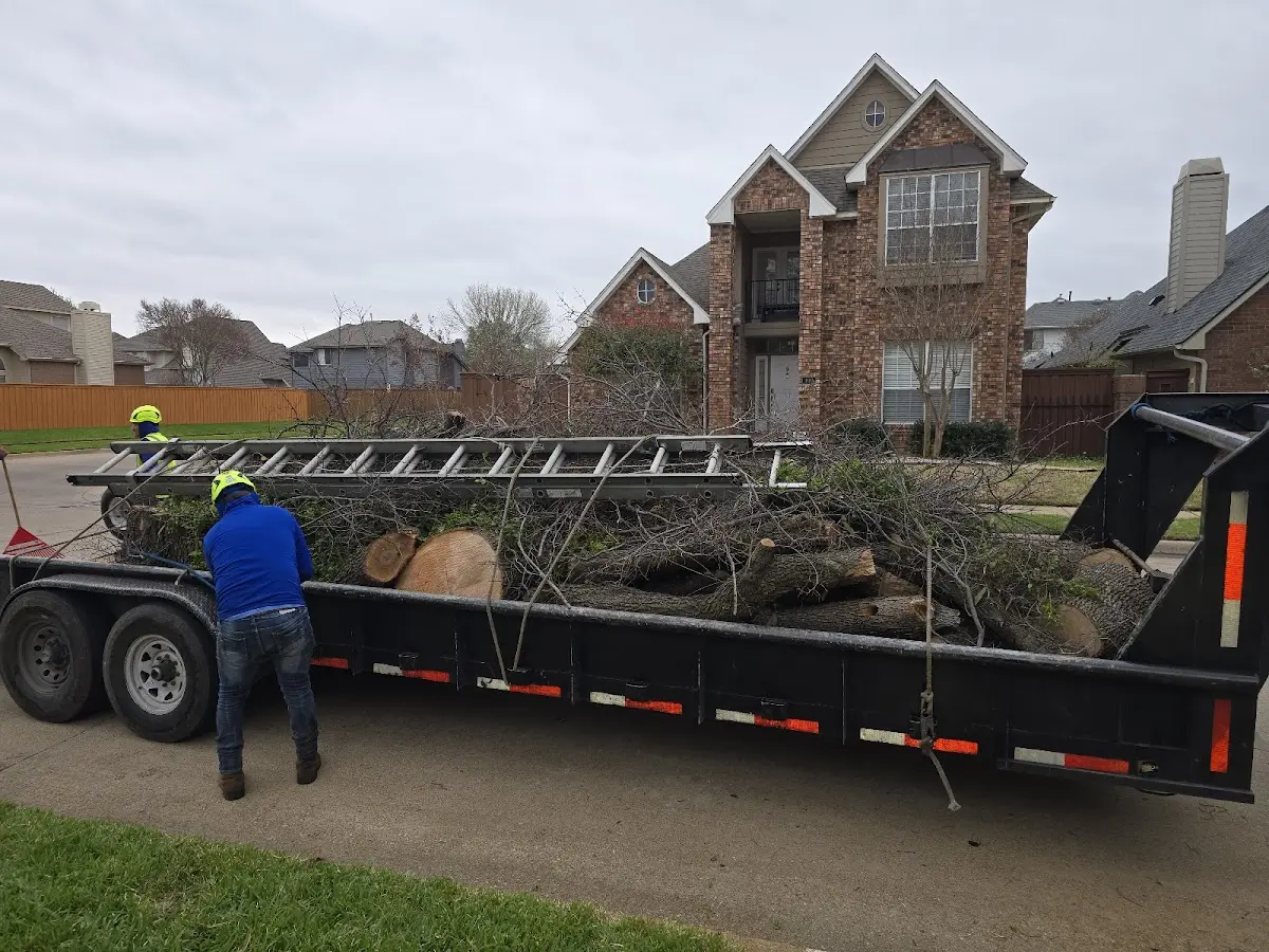 Expert Tree Removal with proper safety equipment in Chadwick